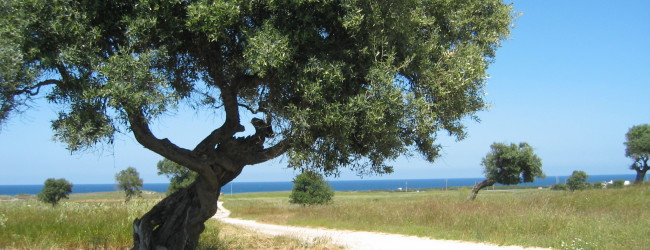 Puglia – Il “massacro controllato” degli ulivi