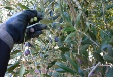 Andria, Avvio stagione olivicola: paure e dubbi degli operatori per controlli