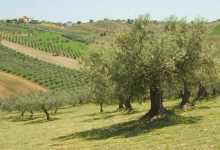 Agricoltura: il governo promette di battersi per ottenere una nomina per l’italia nel consiglio oleicolo internazionale   
