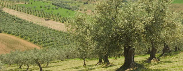 Agricoltura: il governo promette di battersi per ottenere una nomina per l’italia nel consiglio oleicolo internazionale   