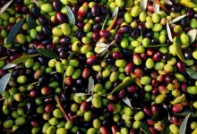 Puglia – Olive da tavola colorate e pericolose: blitz della Forestale