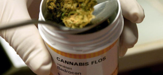 Barletta – Cannabis per uso terapeutico, mobilitazione dei 5stelle