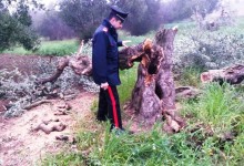 Barletta – Banda di ladri di ulivi: arrestati 6 andriesi