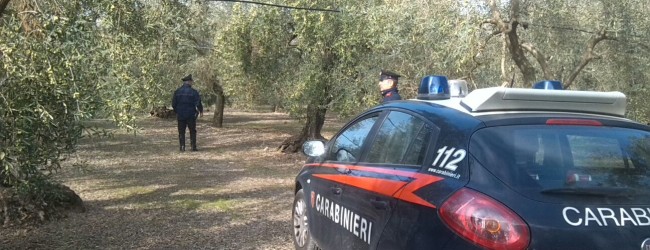 Corato – Due arresti ieri: colti con le mani nel sacco… di olive.
