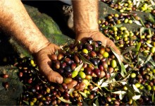 Andria – Campagna olivicola, calo delle denunce di furto da parte dei conduttori dei terreni