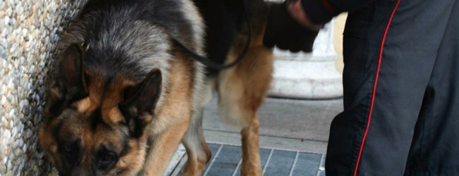 Corato – Nasconde hashish negli slip: il cane antidroga rischia di morderlo