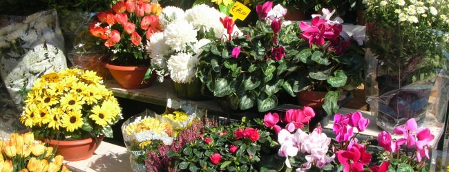 Terlizzi – Fase 2: riapre mercato fiori, venduto 70% di piante