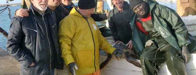 Molfetta – Wwf: 100 tartarughe marine consegnate dai pescatori in due mesi