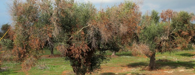 Corato – Iniziativa contro Xylella, Sindaco Giorgino: “Tuteliamo le nostre produzioni olivicole”