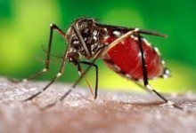Puglia – Virus Zika, Gorgoni: “Nessun allarme, ma solo attenzione”