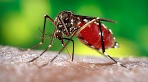 Puglia – Virus Zika, Gorgoni: “Nessun allarme, ma solo attenzione”