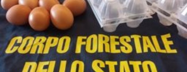 Puglia – 80mila Uova ‘non sicure’. A Trani e Barletta ritrovati pezzi senza timbro