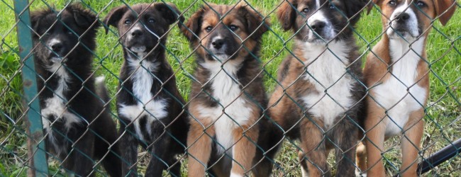 Andria – Adozione cani: mercoledì 1 giugno conferenza stampa sito promozione