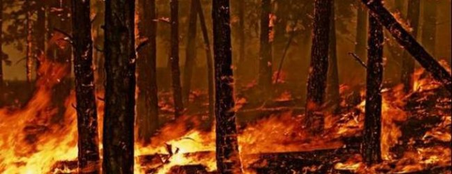 Puglia – Carabinieri forestali: Campagna antincendio boschiva 2018