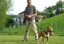 Andria – Proprietari cani: controlli della Polizia Ambientale