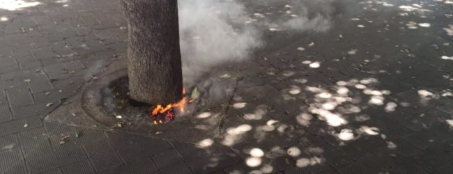 Trani – A fuoco un albero in piazza della Repubblica