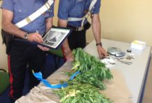 Trani – Coltivava marijuana sul terrazzo: carabinieri arrestano sorvegliato speciale