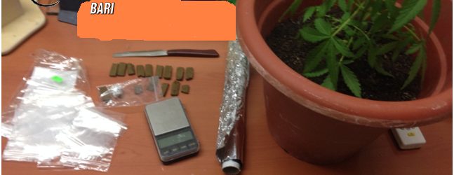 Andria – In casa 17 dosi di hashish e una pianta di marijuana. Arrestato