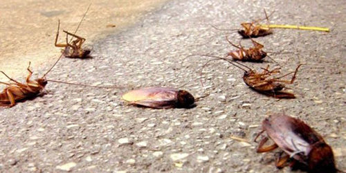Andria – Blatte e scarafaggi a spasso per la città
