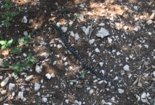 Bisceglie – Sequestrato un serpente biscia dal collare (Natrix natrix), presso un’abitazione sita in zona Ponte Lama