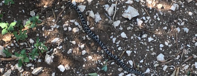 Bisceglie – Sequestrato un serpente biscia dal collare (Natrix natrix), presso un’abitazione sita in zona Ponte Lama