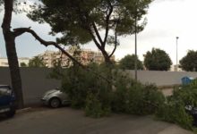 Trani – Pericolo in via Bari: cade ramo di un albero