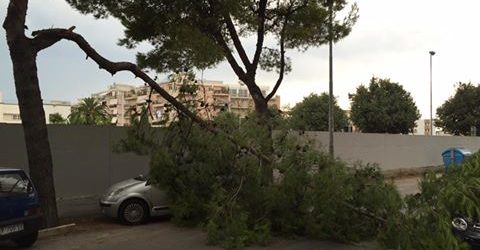 Trani – Pericolo in via Bari: cade ramo di un albero