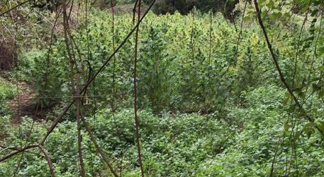 Piantagione di marijuana vicino al fiume Ofanto. Tre arresti