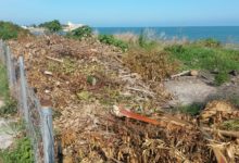 Trani – Discarica di residui di potatura scoperta in zona Mongelli