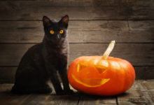 Trani – Ad Halloween vengono maltrattati ed uccisi moltissimi gatti