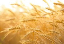 Funerale del grano italiano: tonnellate di prodotto “fuori dai controlli” entrano in Italia, uccidono il mercato e spesso minano la salute dei consumatori