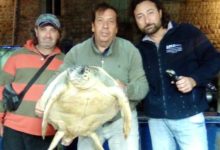 Recuperata tartaruga caretta caretta, Salvemini: “sensibilità marineria tranese”