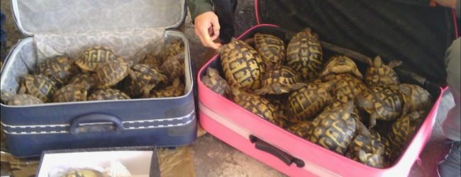 Porto Bari – Finanzieri sequestrano numerose tartarughe di specie protetta