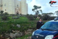 Andria – Predoni delle olive, tre denunce dei carabinieri, recuperati due quintali.