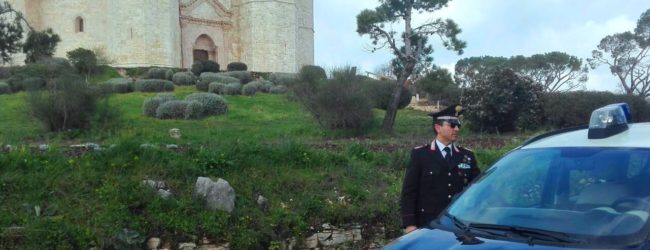 Andria – Predoni delle olive, tre denunce dei carabinieri, recuperati due quintali.