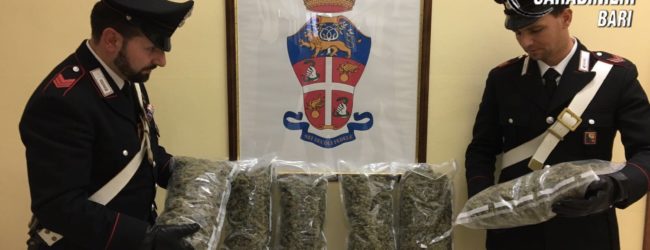 Bisceglie – Nascondevano 3 kg di marijuana nel cofano dell’auto: arrestati due albanesi