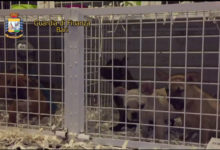 Trani – Gdf: sequestrati 32 cuccioli di cani provenienti dall’Ungheria