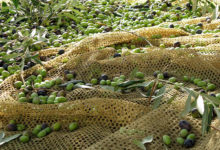 Canosa – Ritenuto responsabile di furto di olive. Sequestrati 30 Kg.