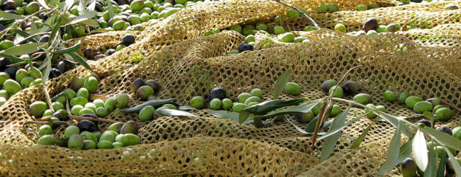 Canosa – Ritenuto responsabile di furto di olive. Sequestrati 30 Kg.