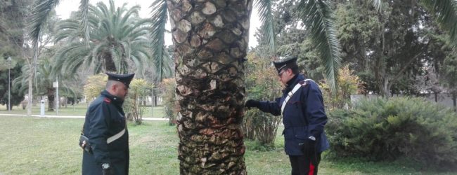Andria – Nascondeva droga in una “palma-deposito” della Villa Comunale