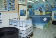 Bilancio dell’attività di recupero del Centro tartarughe marine di Molfetta