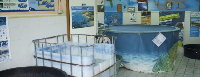 Bilancio dell’attività di recupero del Centro tartarughe marine di Molfetta