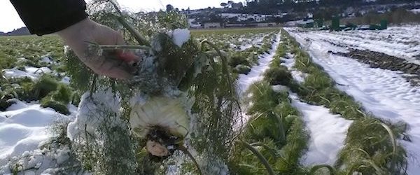 Maltempo – Coldiretti: “Gravi danni a ortaggi e agrumi in Puglia e Basilicata”