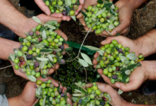Andria – L’ olivicoltura protagonista a Vigna e Olivo 2017: l’incontro giovedì 9 marzo