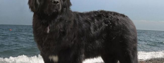 TRANI – Stamattina 17° Raduno Nazionale dei cani Terranova