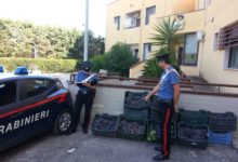 Bari Carbonara – Ruba 400 chili d’ uva, arrestato un pregiudicato