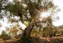 Camminata tra gli olivi in Puglia: alla scoperta della cultura dell’olio