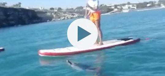 VIDEO. Trani – Avvistato delfino alle Matinelle
