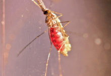 Taranto – Analisi confermano: 4 extracomunitari malati malaria
