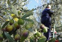 Puglia – Furti nelle campagne: Stea chiede la polizia rurale